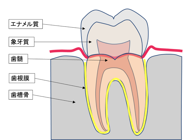 歯の断面図。エナメル質、象牙質、歯髄、歯根膜、歯槽骨の位置関係が示されている。