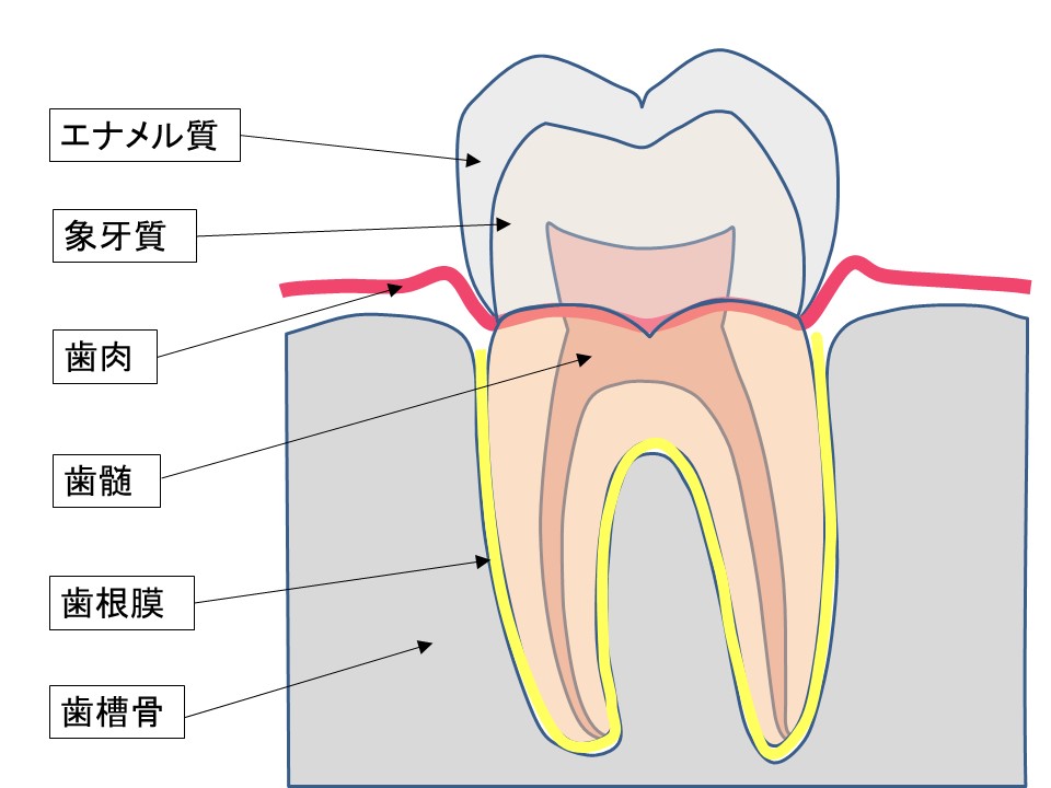歯の絵_解剖