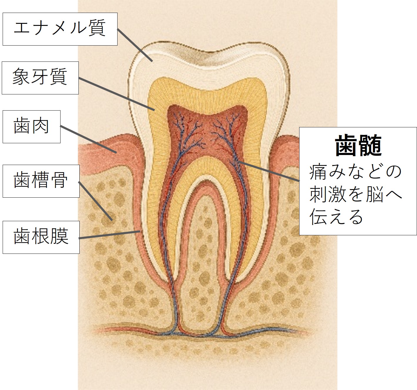 歯の断面図。エナメル質・象牙質・歯肉・歯槽骨・歯根膜・歯髄がラベル付きで示されている