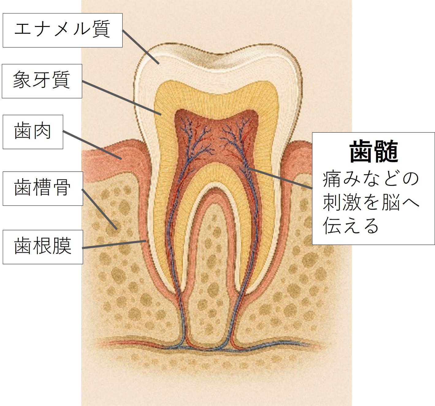 歯の断面図イラスト。エナメル質・象牙質・歯髄・歯肉・歯槽骨・歯根膜の位置と名称が示され、歯髄は痛みなどの刺激を脳へ伝える役割があると説明されている